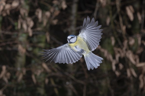 Blue tit
