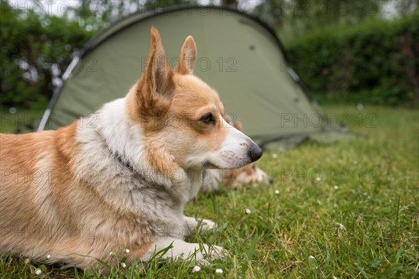 Welsh Corgi Pembroke dogs guard the camping tent. Outdoor