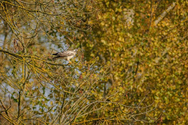 Common Buzzard