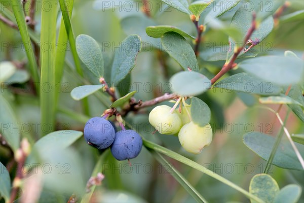 Bog bilberry