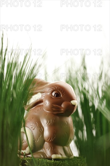 Chocolate Easter Bunny in the Grass