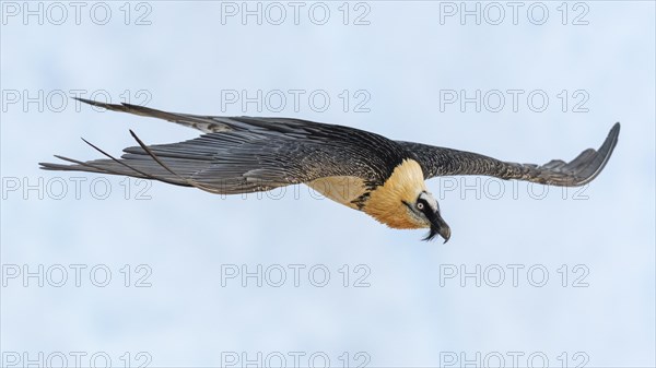 Bearded vulture