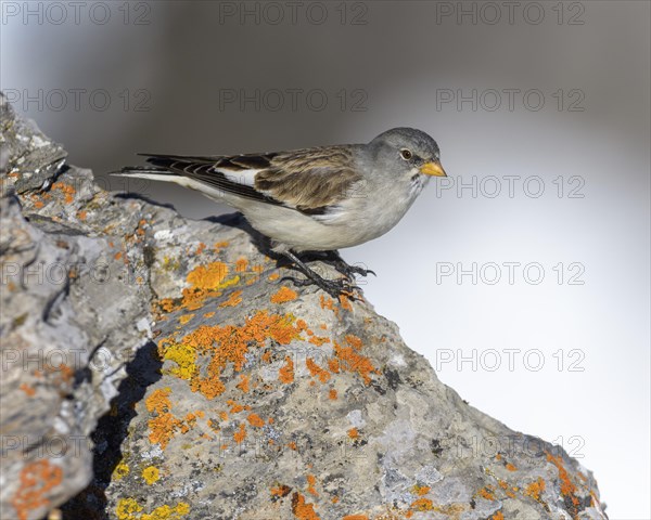 White-winged snowfinch