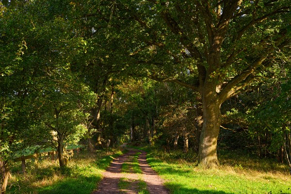 Forest path in the Duvenstedter Brook nature reserve