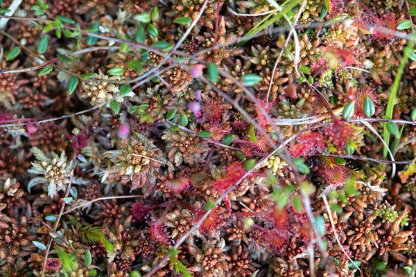 Common sundew