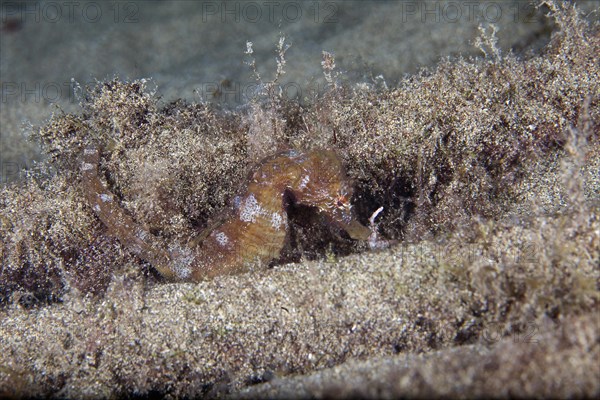 Short-snouted seahorse