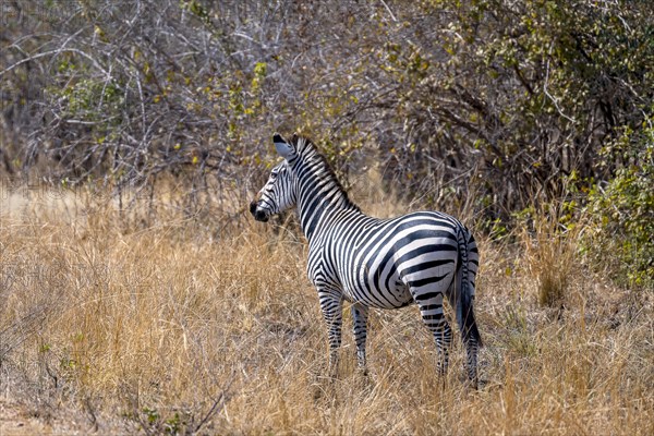 Plains Zebra of the subspecies crawshay's zebra