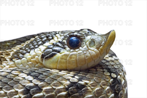 Western hognose snake