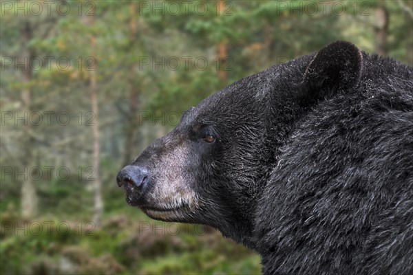 Close-up portrait of American black bear