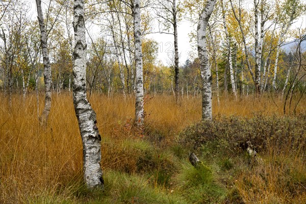 Autumn in the Kendlmuehlfilzen high moor