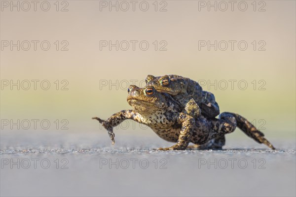 Female common toad