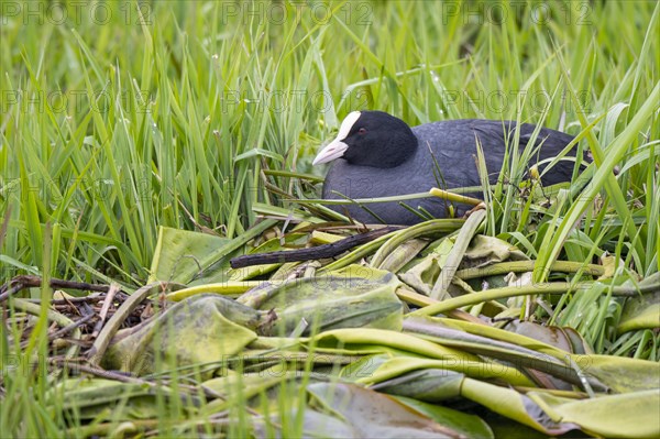 Common coot