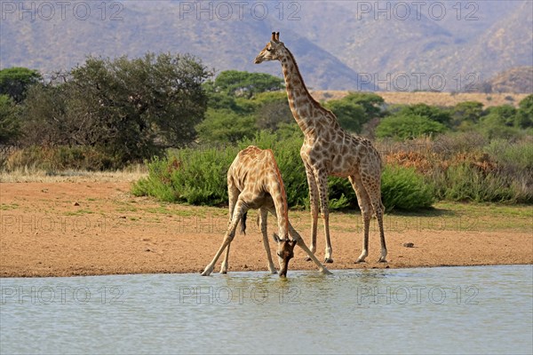 Southern giraffe