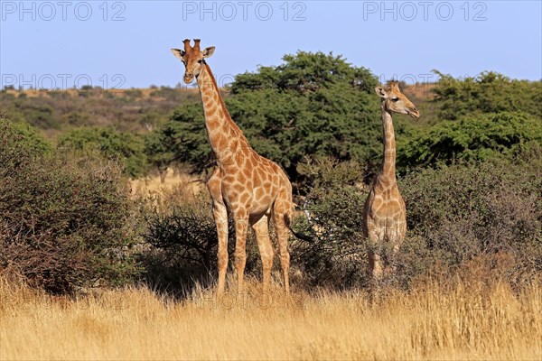 Southern giraffe