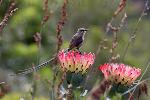 Cape sugarbird