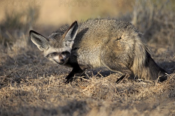 Bat-eared fox