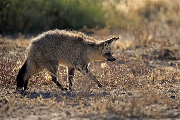 Bat-eared fox