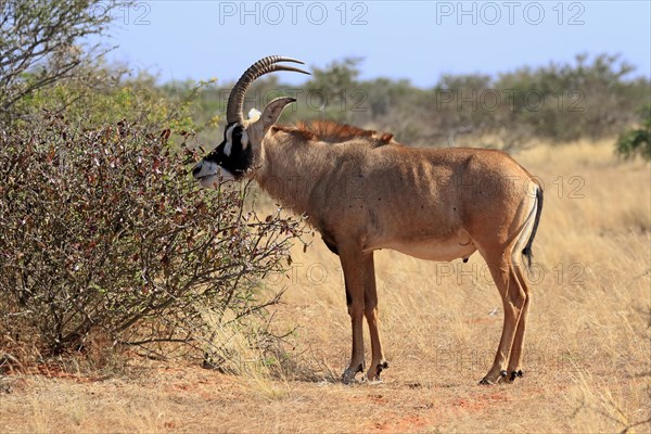 Roan antelope