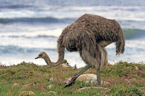 South African ostrich