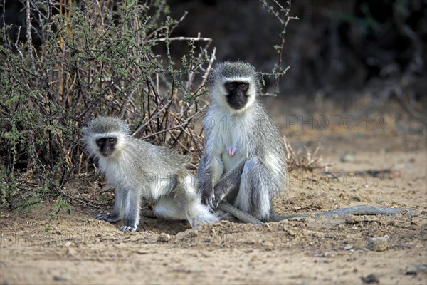 Vervet monkey