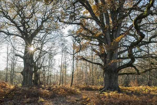 Old english oaks