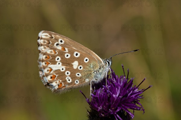 Silver-green blue butterfly with closed wings sitting on purple flower seen on right side