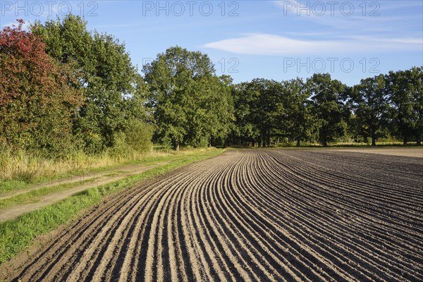 Grooves on a field in autumn. Germany