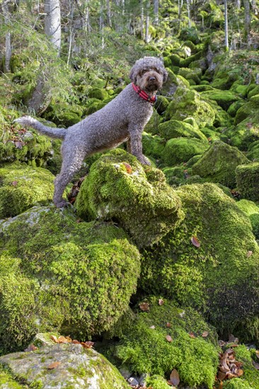 Lagotto Romagnolo outdoor