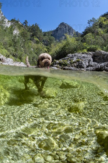 Lagotto Romagnolo mountain stream of the Oetschergraeben