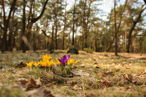 Blooming Crocus in early spring in the meadow. Poland
