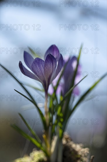 Purple spring crocus