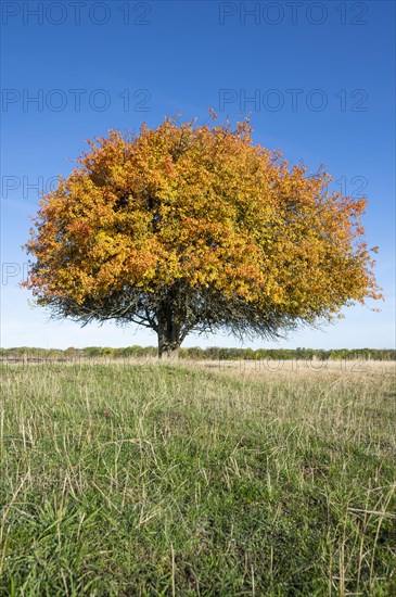 European pear