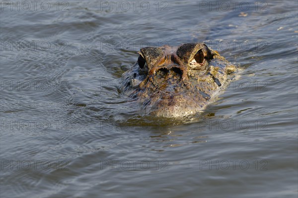 Black caiman