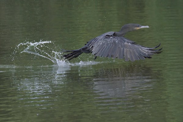 Neotropical Cormorant