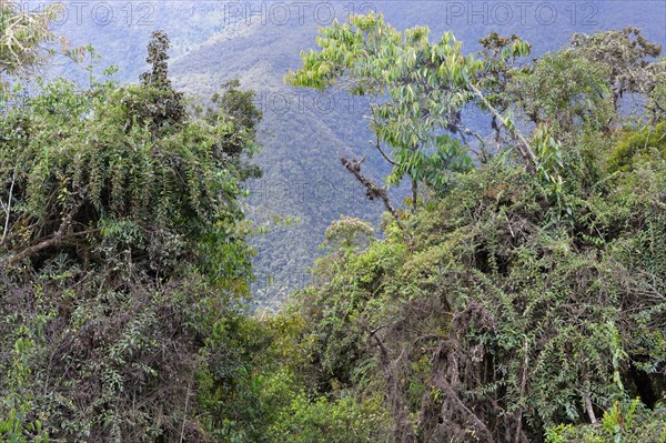 Tropical Cloud Forest landscape