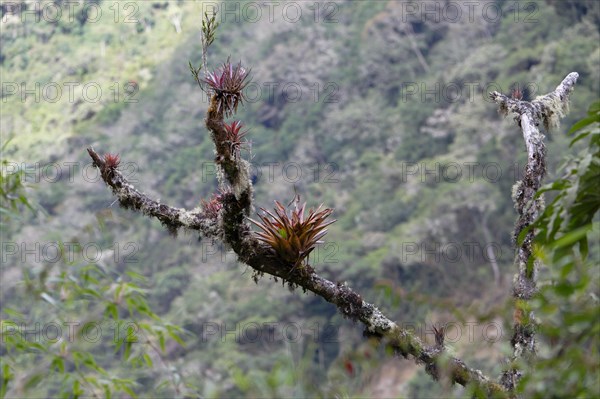 Bromelias growing on tree trunk