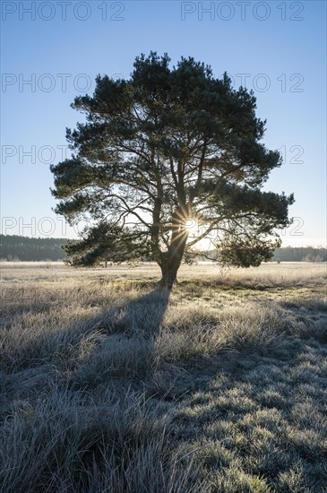 Scots pine