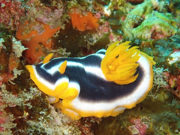 Africa star snail