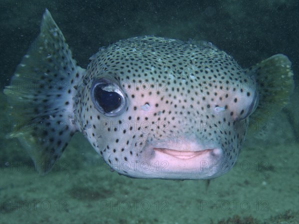 Portrait of spot-fin porcupinefish