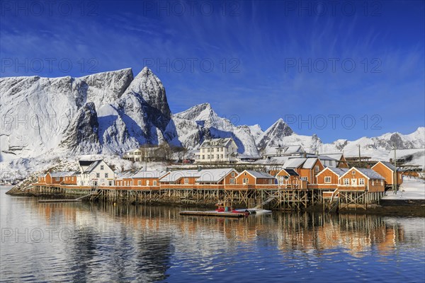 Yellow rorbuer in winter