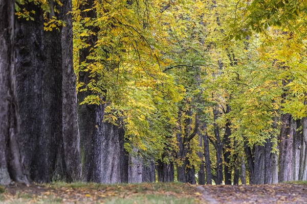 Autumn in Rosenstein Park