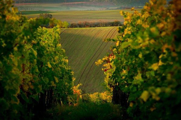 Vines in the foreground of amazing wavy Moravian fields. Czech Republic