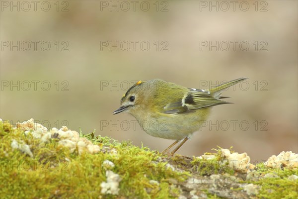 Winter Goldcrest