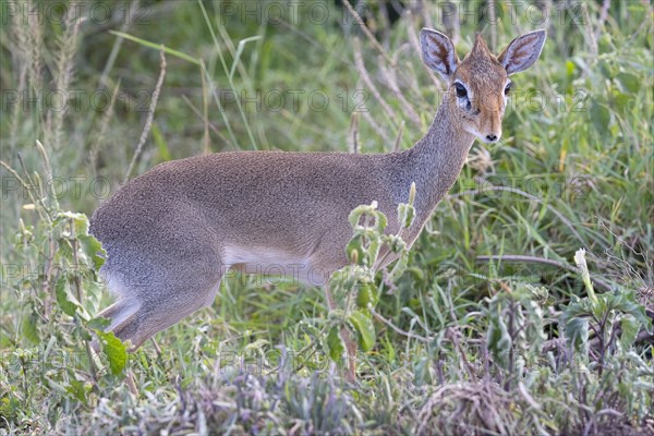 Dik