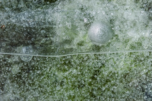 Air bubbles trapped in ice formed on a river during an icy winter. Alsace