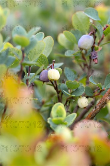 Bog bilberry