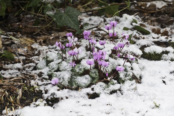 Cyclamen in the snow