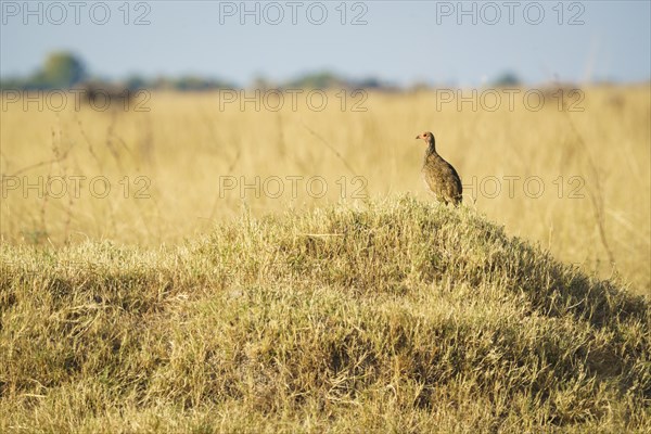 Francolin