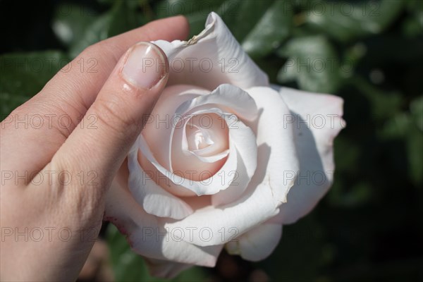 Hand holding a colorful Rose Flower