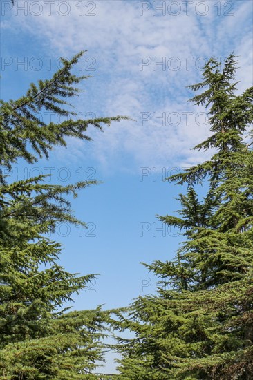 Young plant found on nature background